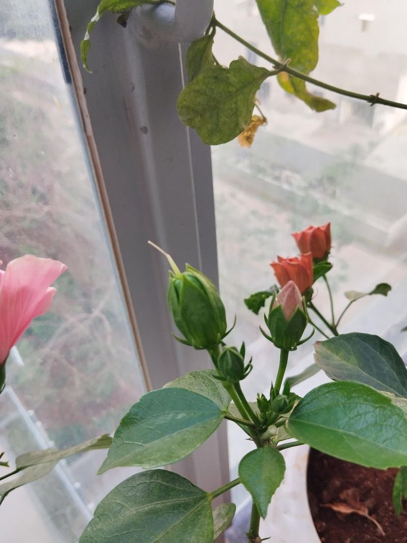 Blooms Form On Fresh Growth, Not Old Wood