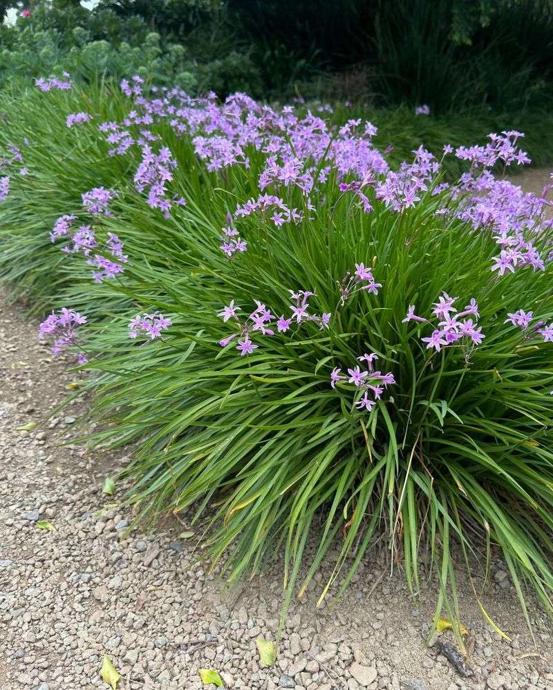 Blooms Through The Hot Months And Into Fall Blooms Through The Hot Months And Into Fall