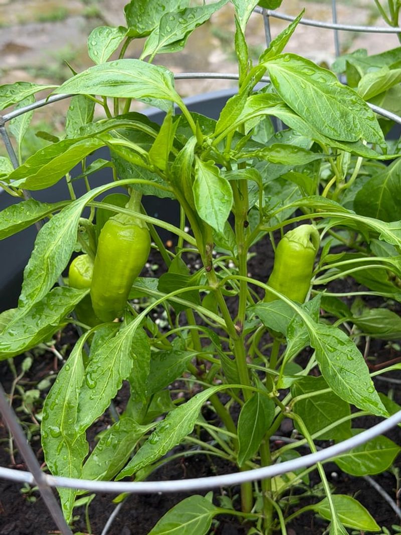 Blotchy Garden Harvests Next Summer