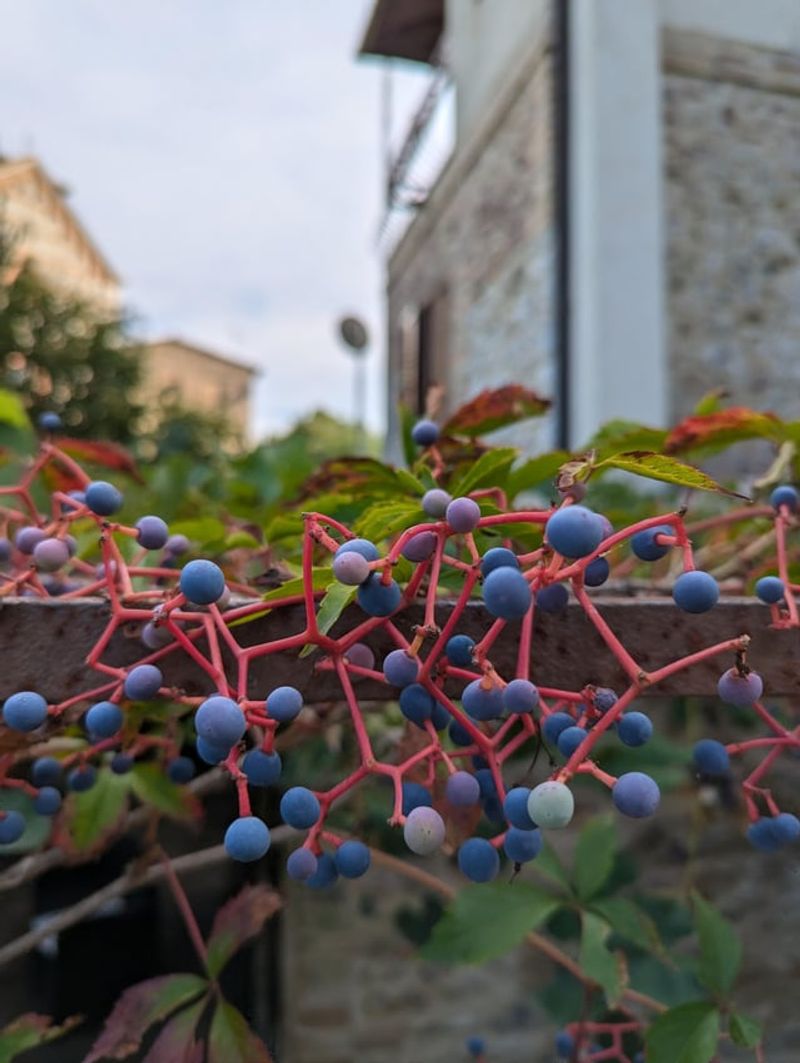 Blue-Black Berries Feed Dozens Of Bird Species Blue-Black Berries Feed Dozens Of Bird Species