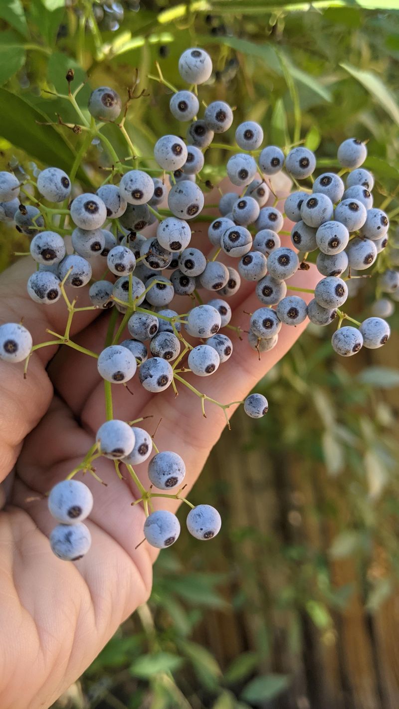 Blue Elderberry Establishes Ahead Of Winter Storms Blue Elderberry Establishes Ahead Of Winter Storms