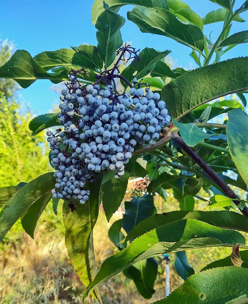 Blue Elderberry Blue Elderberry