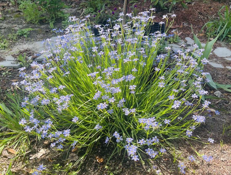 Blue-Eyed Grass For Tiny Blooms In Sunny Spots Blue-Eyed Grass For Tiny Blooms In Sunny Spots