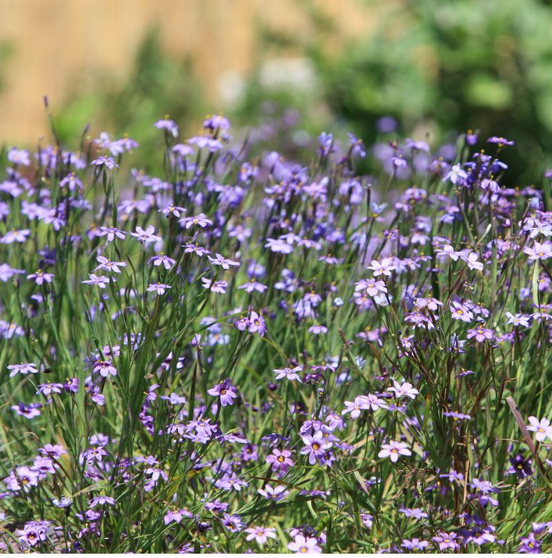 Blue-Eyed Grass Winks From California Meadows