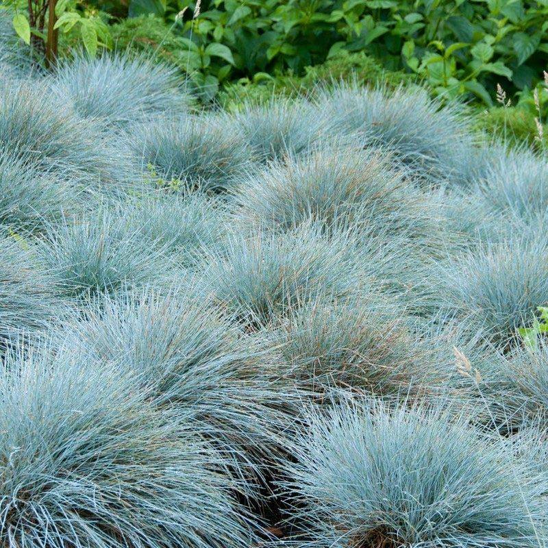 Blue Fescue Adds A Neat Low Edge Blue Fescue Adds A Neat Low Edge