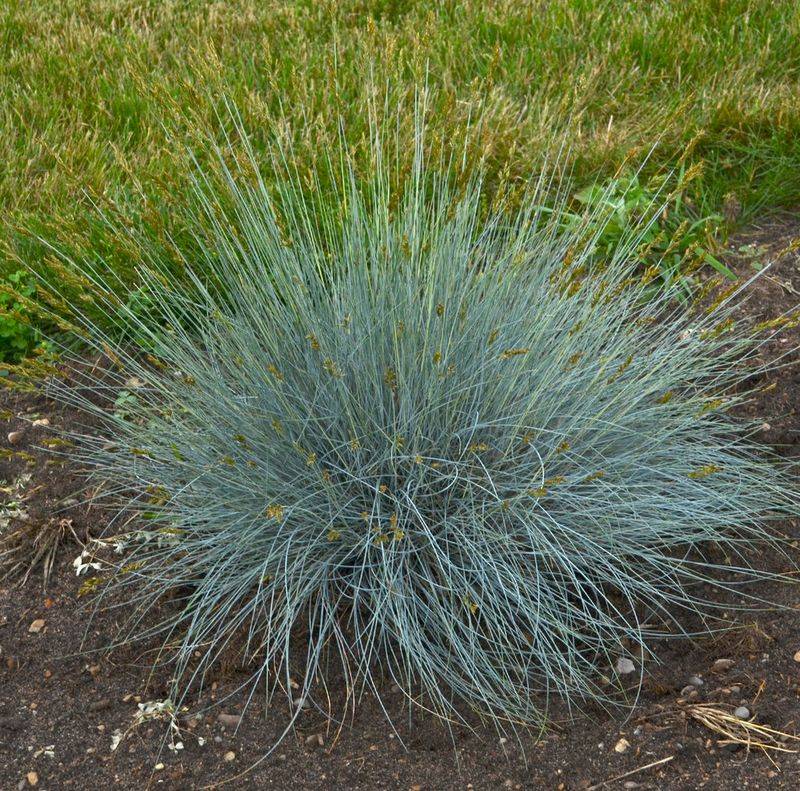Blue Fescue (Festuca Glauca) Blue Fescue (Festuca Glauca)