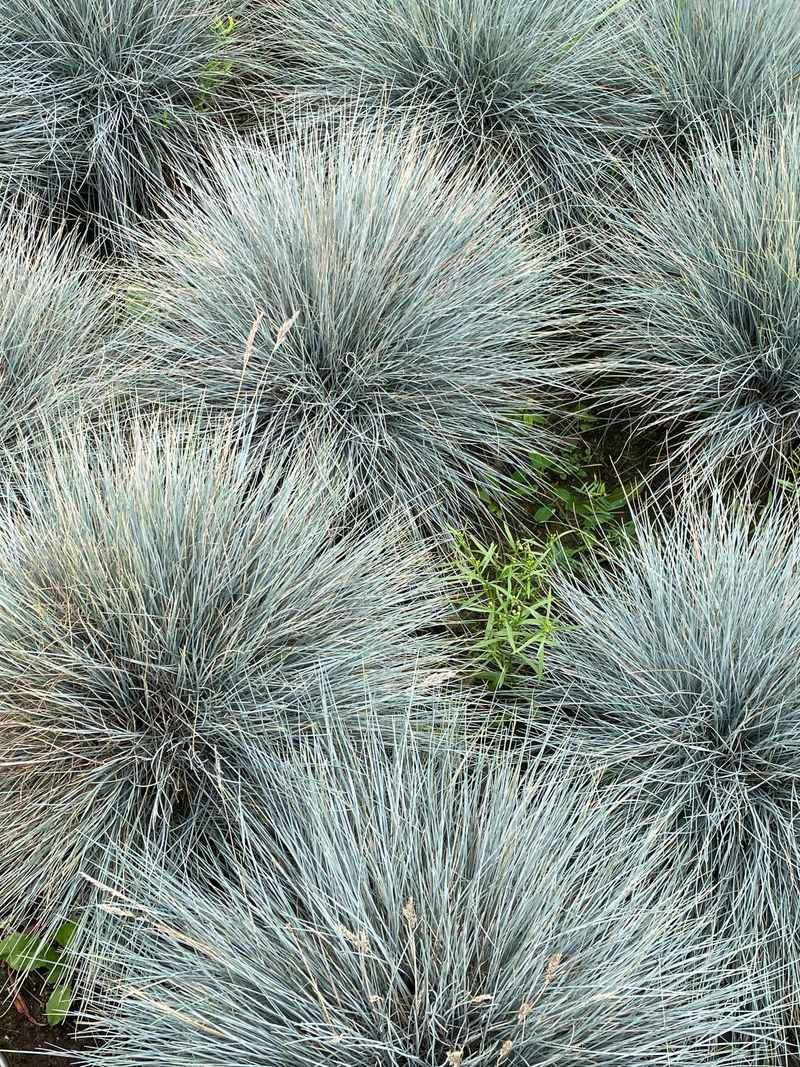 Blue Fescue Holds Its Color Through Drought