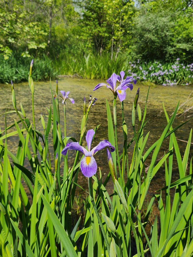 Blue Flag Iris Thrives In Moist Garden Spots Blue Flag Iris Thrives In Moist Garden Spots
