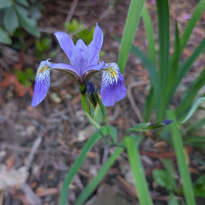 Blue Flag Iris Blue Flag Iris