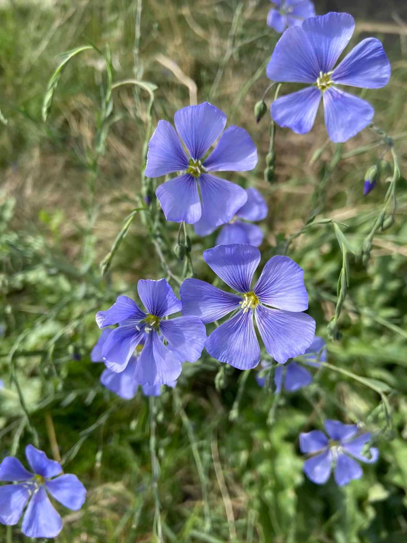 Blue Flax Blue Flax