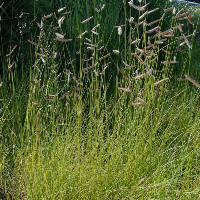 Blue Grama (Bouteloua gracilis) Blue Grama (Bouteloua gracilis)
