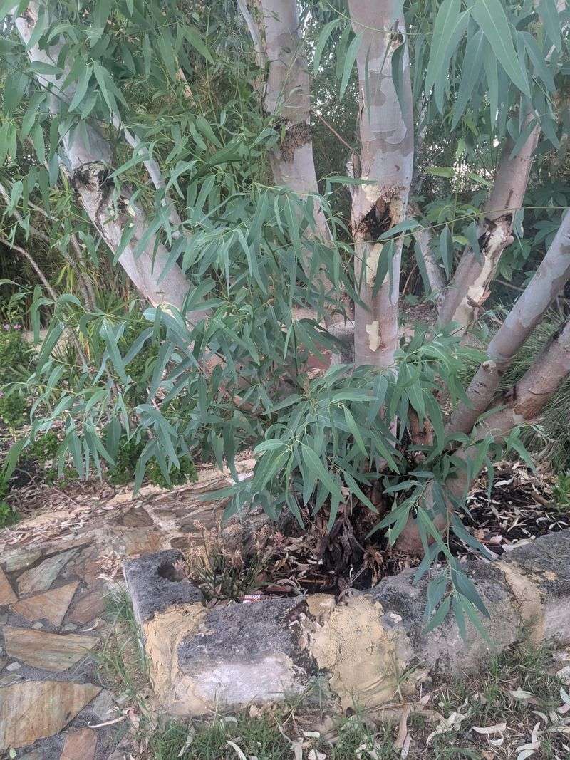 Blue Gum Eucalyptus