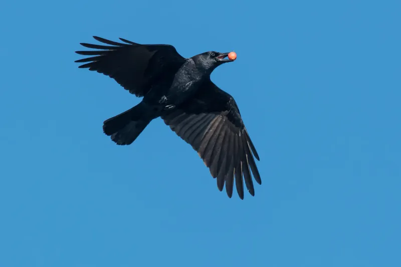 Blue Jays And Crows