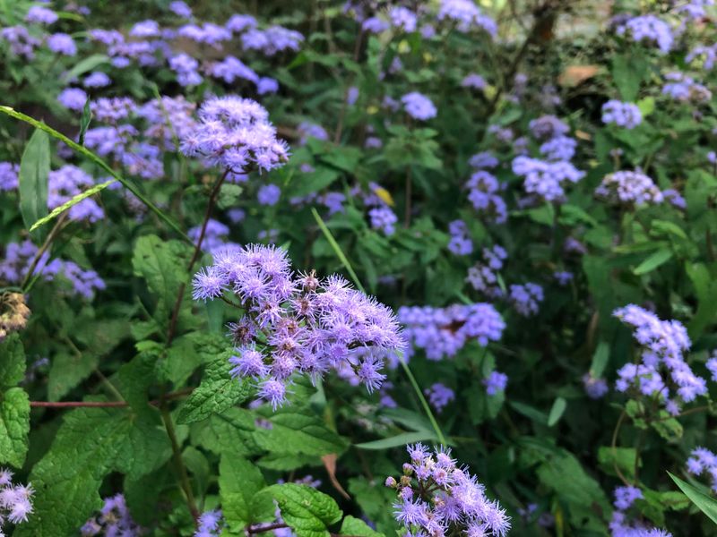 Blue Mistflower Creates Clouds Of Late Season Color