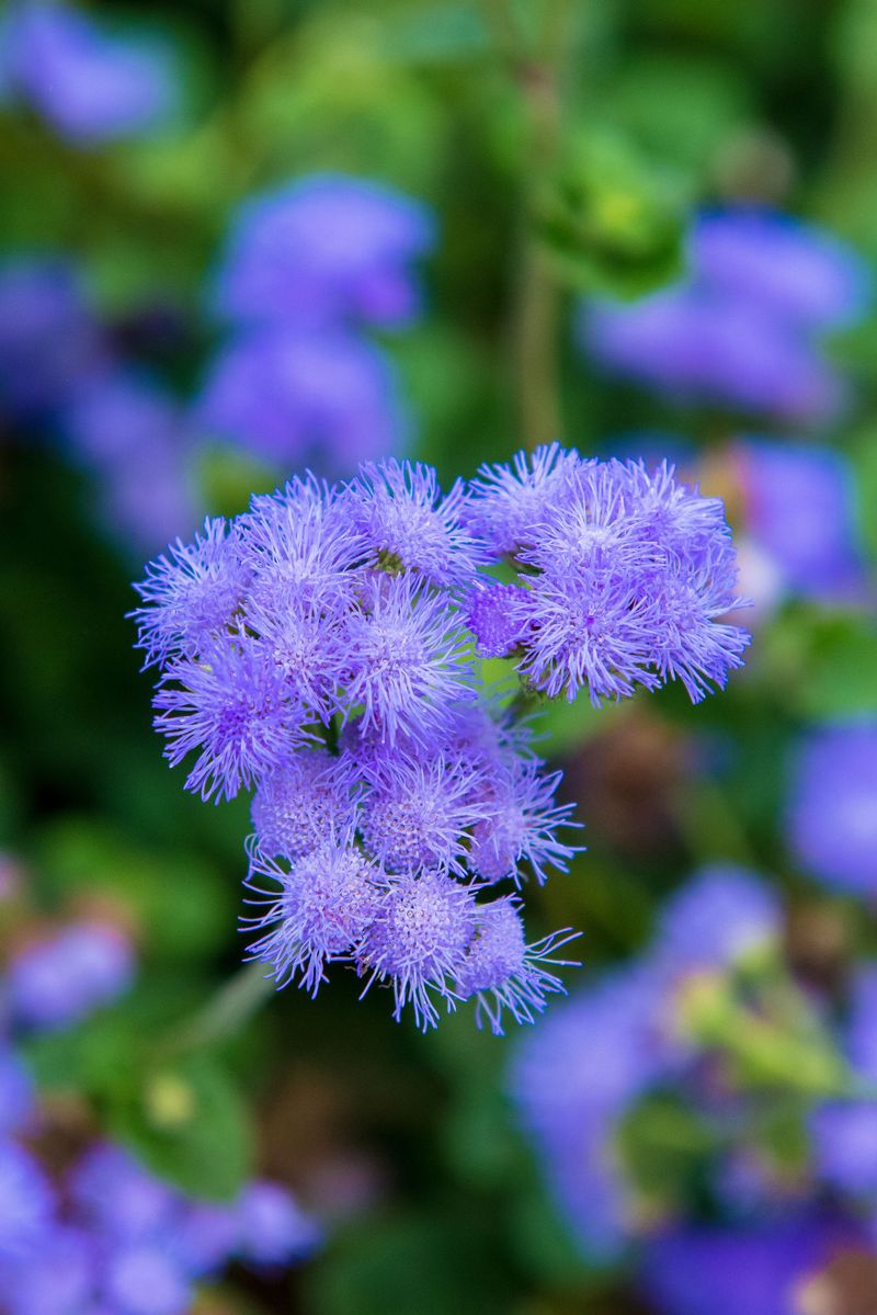 Blue Mistflower Spreads A Fuzzy Blue Cloud Through Fall