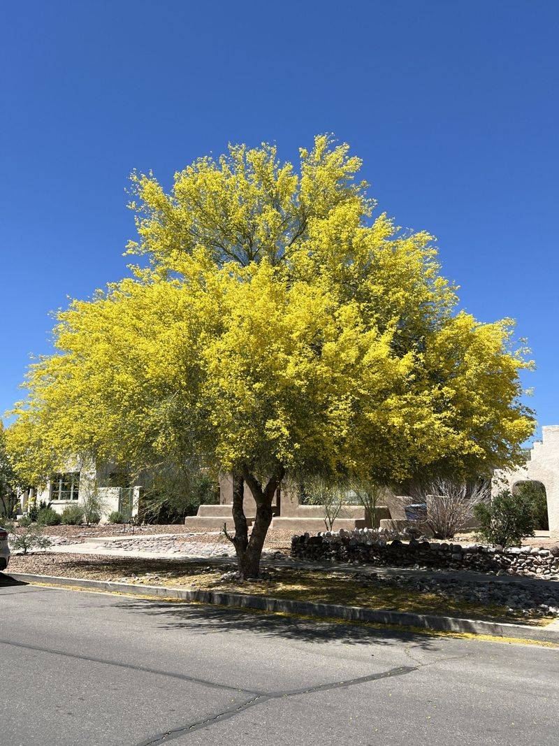 Blue Palo Verde Blue Palo Verde