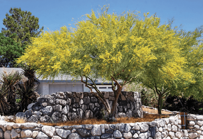Blue Palo Verde Blue Palo Verde