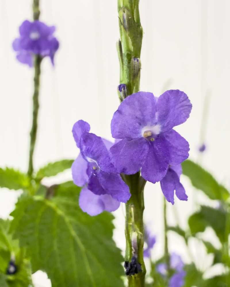 Blue Porterweed (Stachytarpheta Jamaicensis)