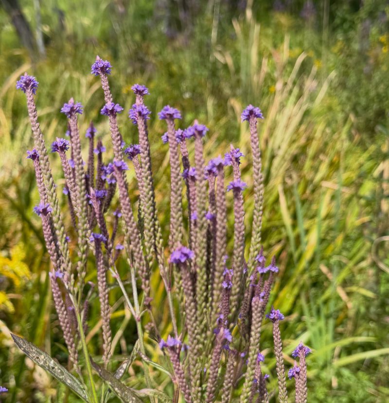 Blue Vervain Seeds Suit Wet And Sunny Spots Blue Vervain Seeds Suit Wet And Sunny Spots