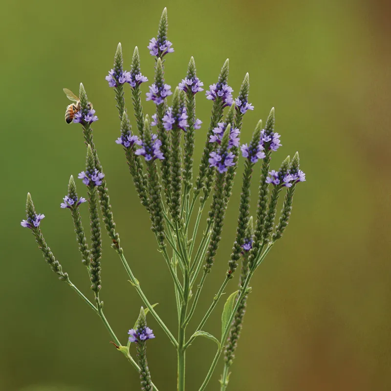 Blue Vervain (Verbena hastata) Blue Vervain (Verbena hastata)