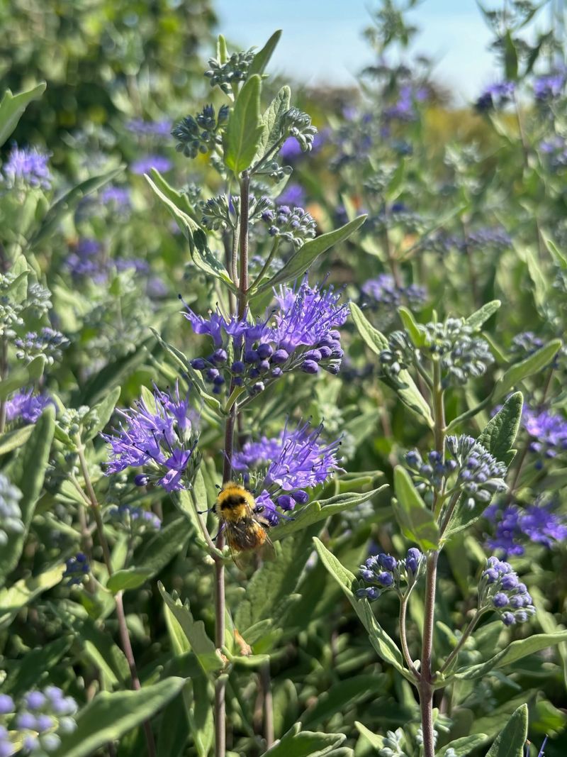 Bluebeard (Caryopteris) Bluebeard (Caryopteris)