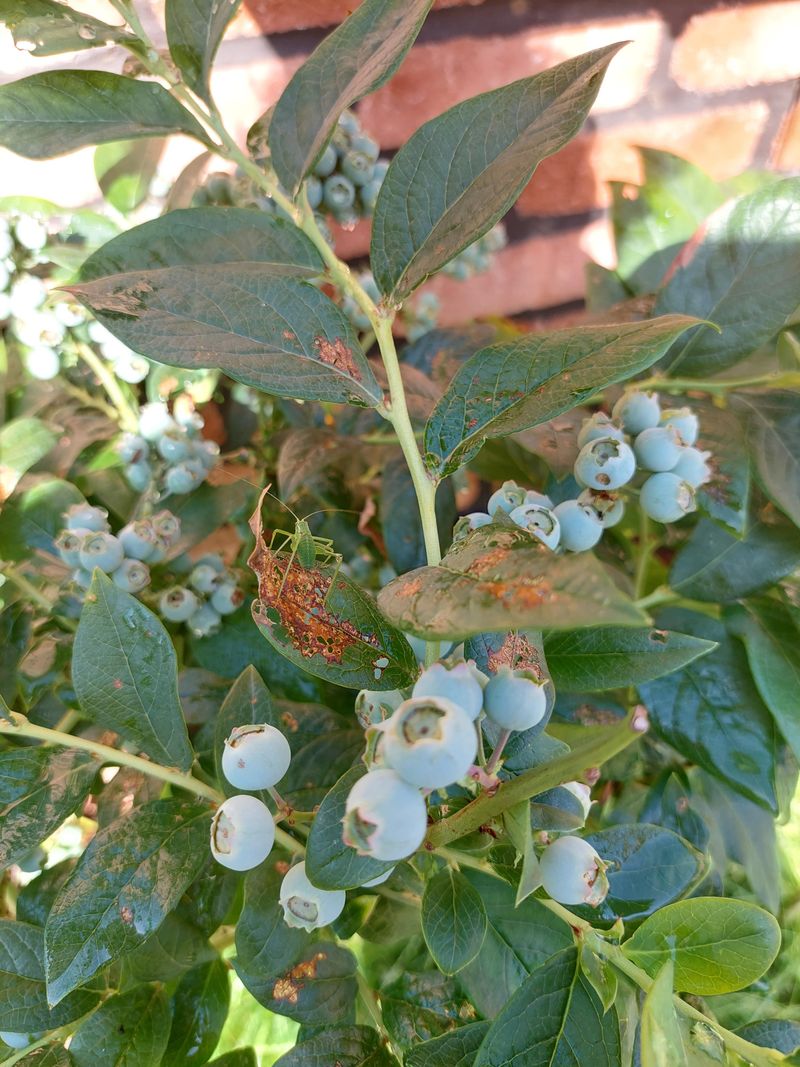 Blueberries Attract Repeat Visits