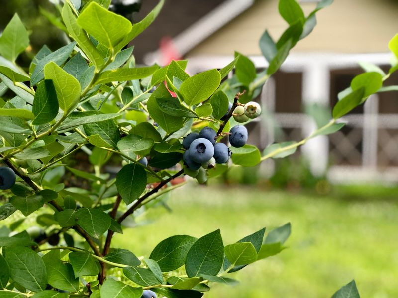 Blueberries Create A Useful Edible Hedge Along Driveways Blueberries Create A Useful Edible Hedge Along Driveways