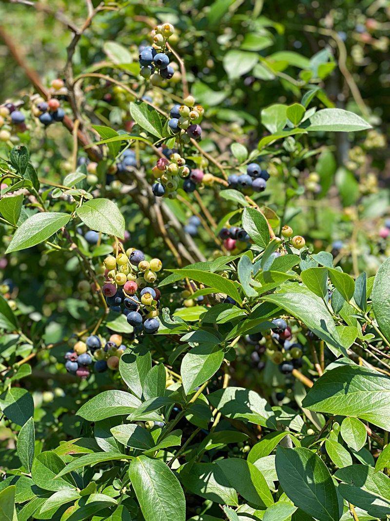Blueberries For Sweet Summer Snacking Blueberries For Sweet Summer Snacking