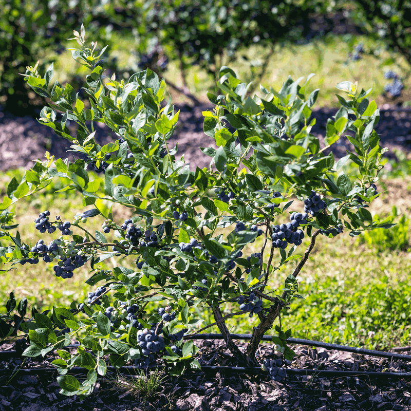 Blueberries Need Protection Around Shallow Roots