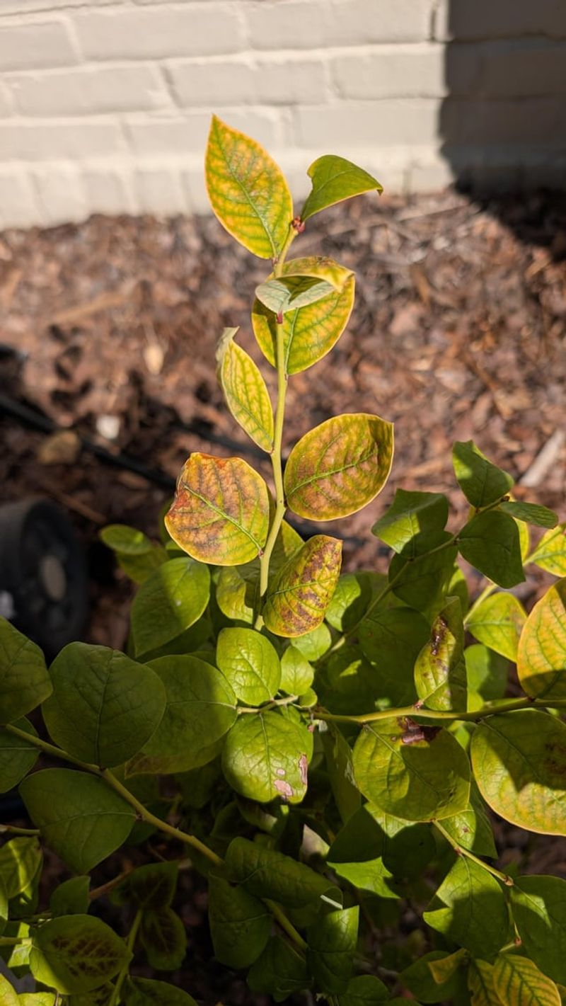 Blueberry Bushes Decline Within A Season Or Two