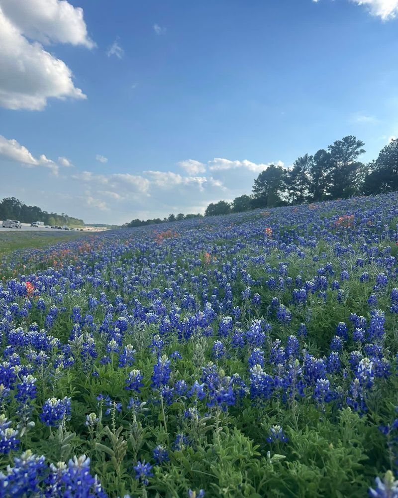 Bluebonnets Are Returning To Texas Roadsides