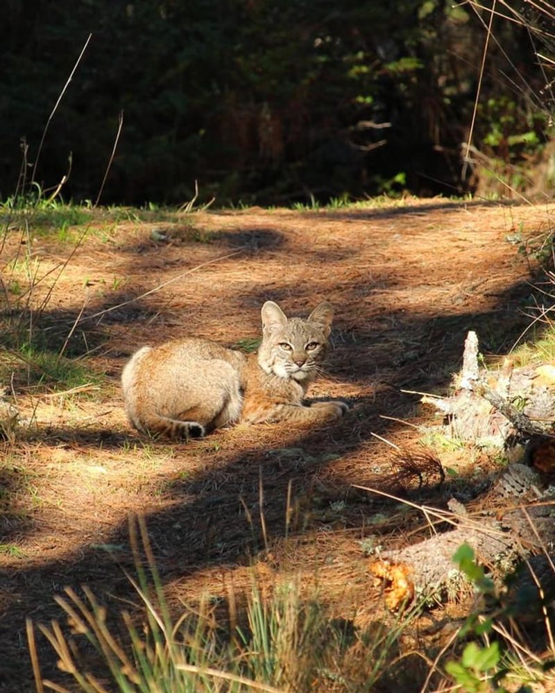 Bobcats Are Usually Avoiding People, Not Looking For Trouble