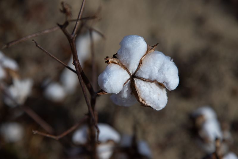 Bolls Splitting Open Turn The Rows Snowy Bolls Splitting Open Turn The Rows Snowy
