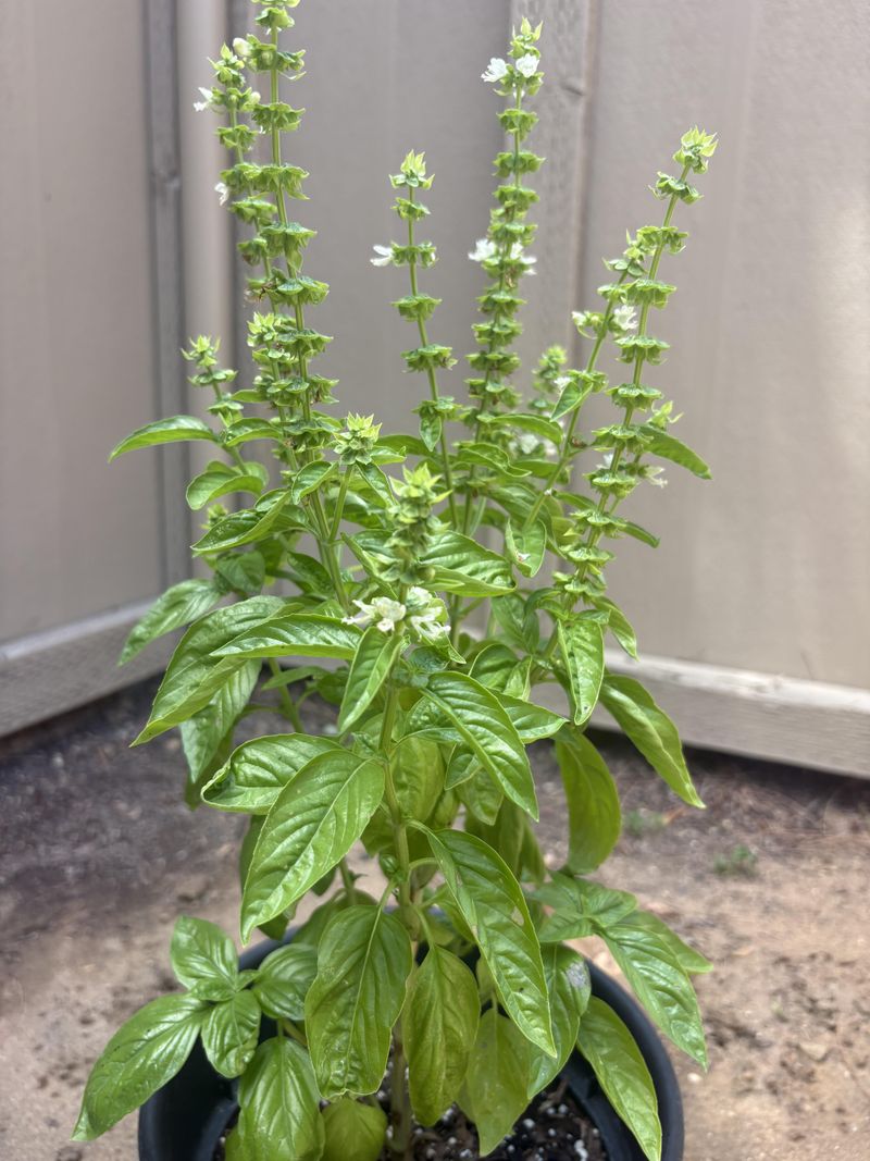 Bolting Basil Still Has Plenty To Offer