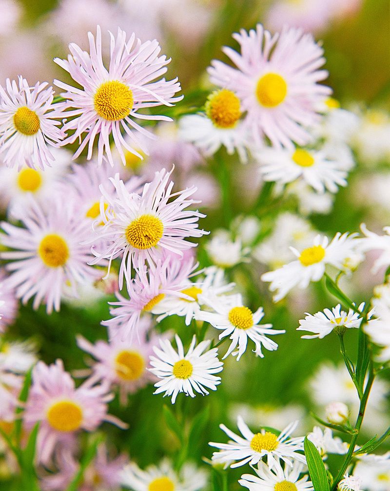 Boltonia Creates A Cloud Of Late Flowers