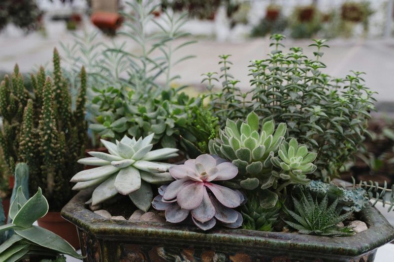 Boost Air Circulation for Healthy Wisconsin Succulents