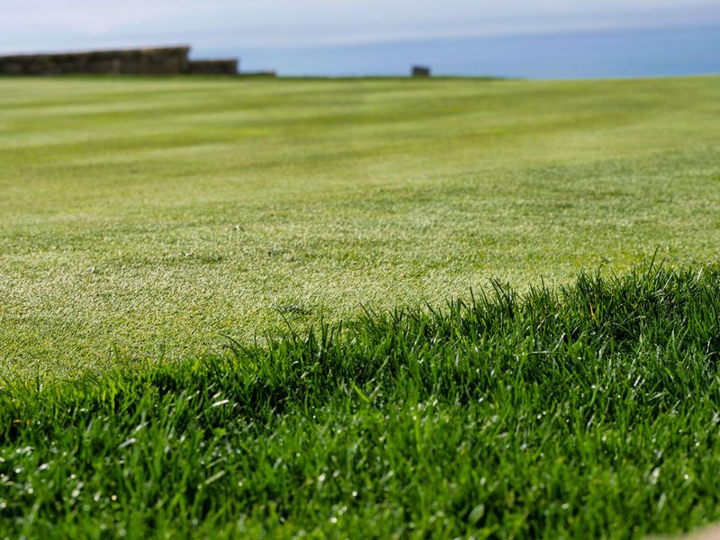 Boost Potassium To Toughen Turf For Winter Boost Potassium To Toughen Turf For Winter