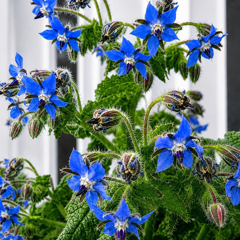 Borage Borage