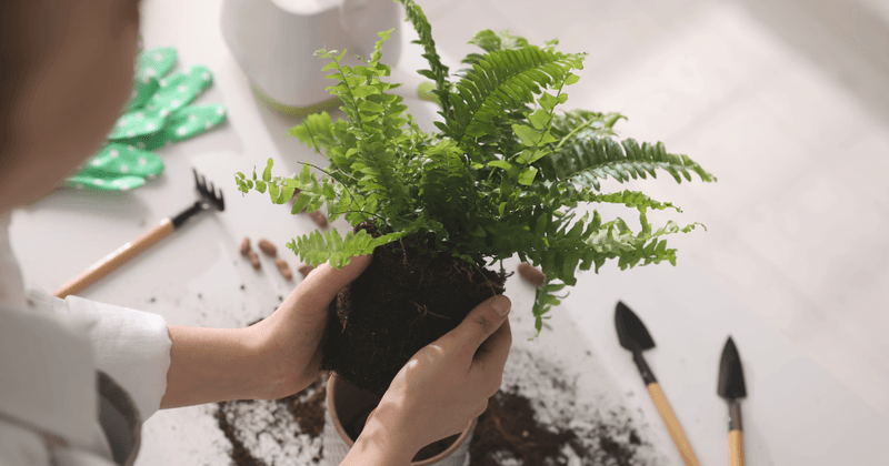Boston Fern