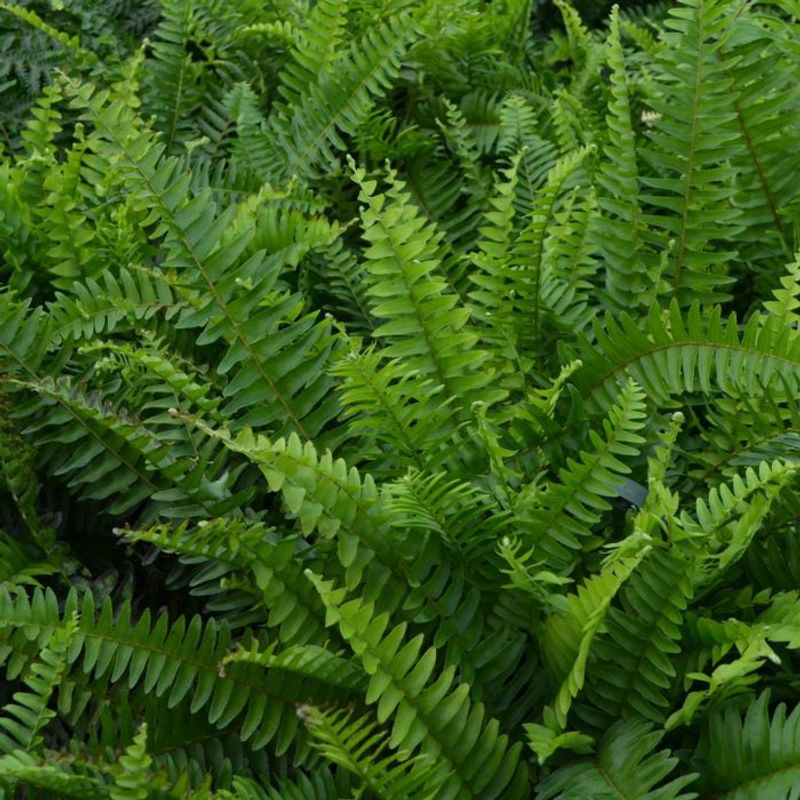 Boston Fern (Nephrolepis exaltata)