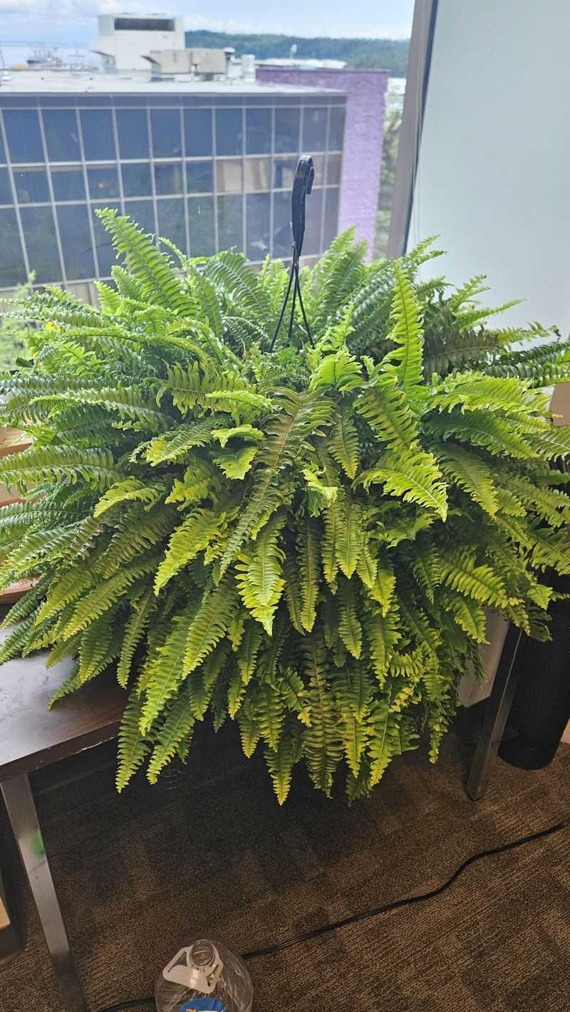 Boston Fern
