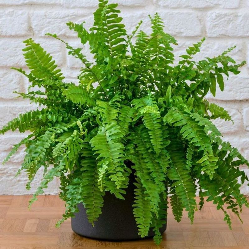 Boston Ferns Can Rest In A Cool Spot Instead Boston Ferns Can Rest In A Cool Spot Instead