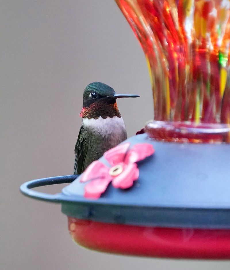 Both Male And Female Hummingbirds Can Defend Feeding Areas