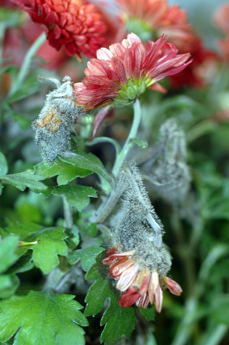 Botrytis Spreads Fast In Damp Conditions Botrytis Spreads Fast In Damp Conditions