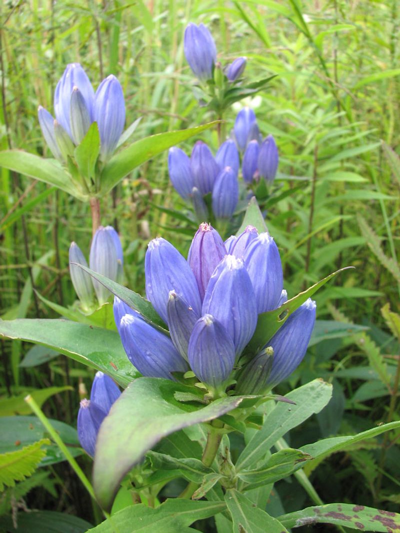 Bottle Gentian (Gentiana andrewsii) Bottle Gentian (Gentiana andrewsii)