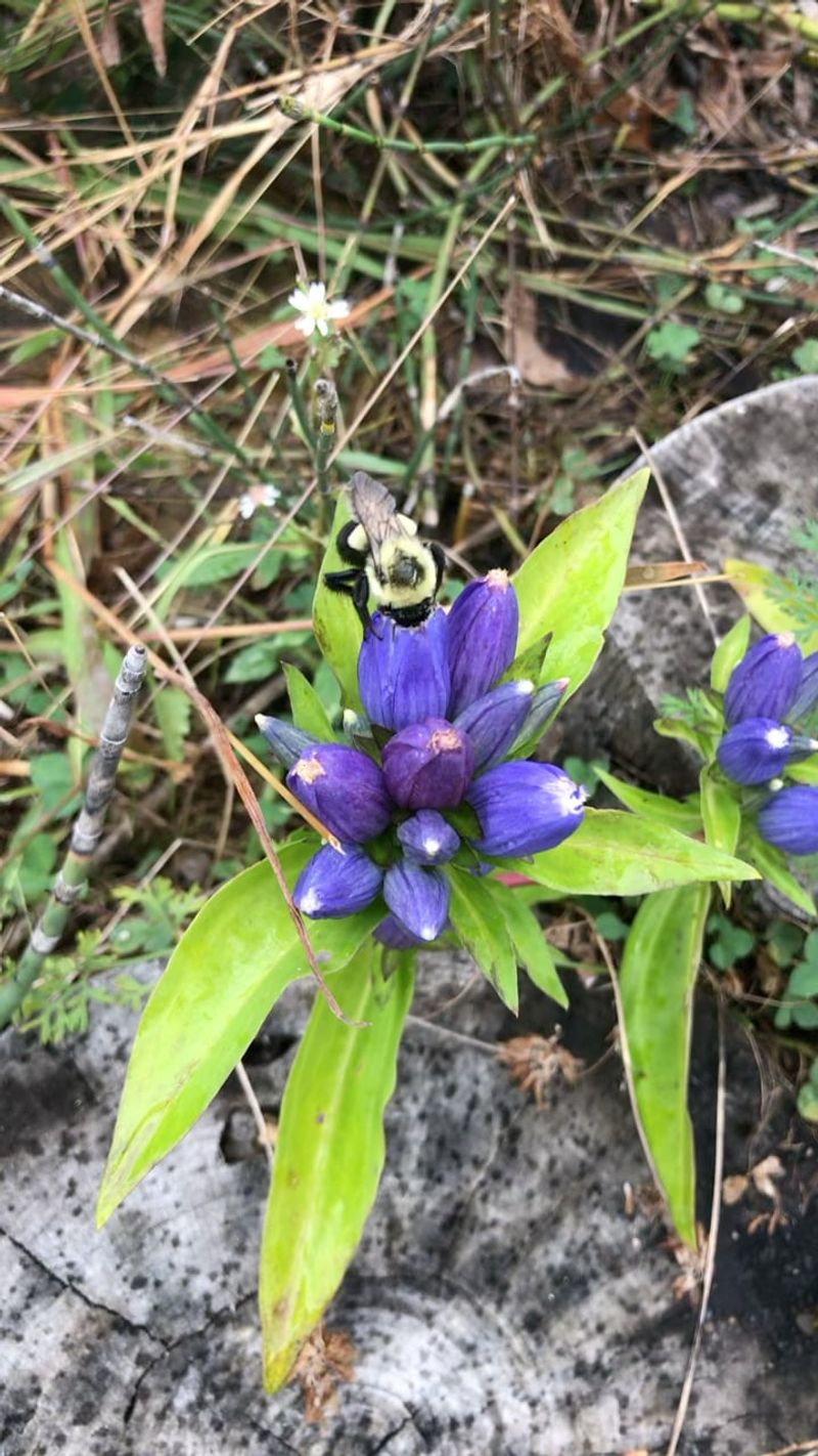 Bottle Gentian Is The Blue Fall Flower That Keeps Its Secret Locked Away Bottle Gentian Is The Blue Fall Flower That Keeps Its Secret Locked Away