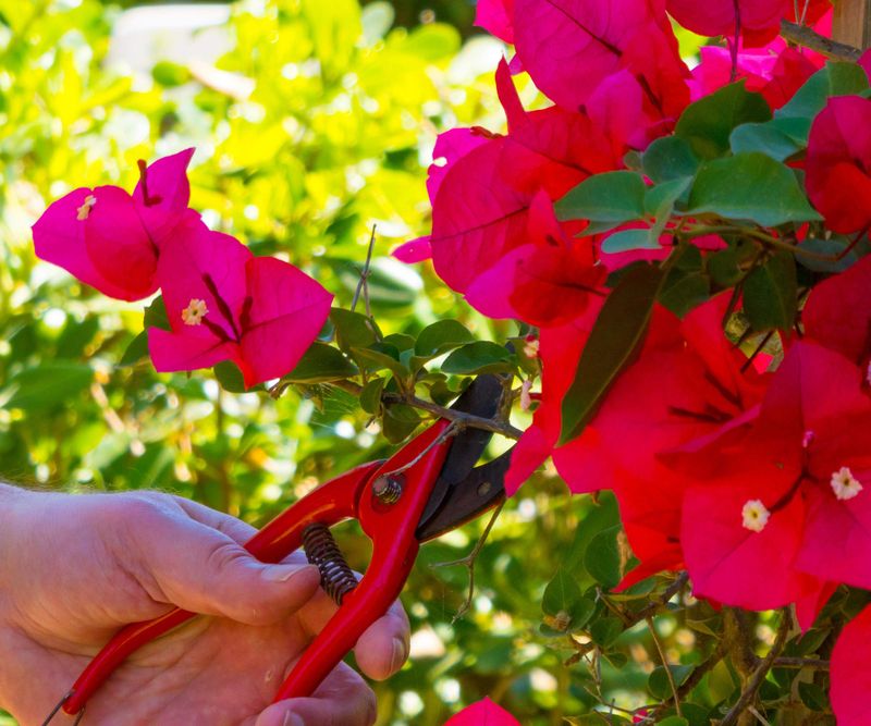 Bougainvillea Can Be Tidied After A Growth Flush