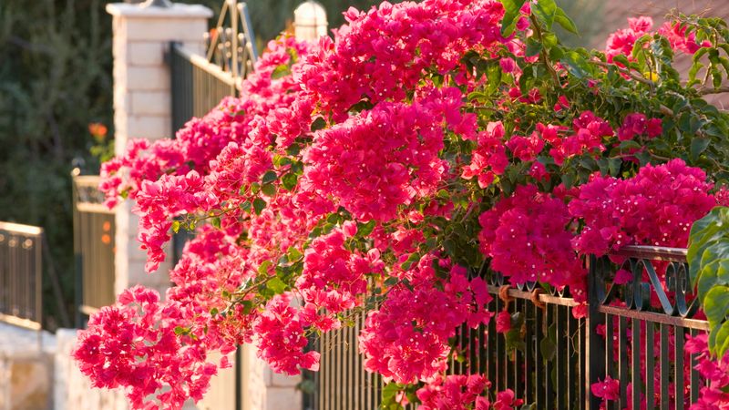 Bougainvillea Needs Strong Sun To Keep Its Fall Color Show Going Bougainvillea Needs Strong Sun To Keep Its Fall Color Show Going