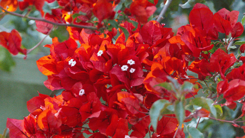 Bougainvillea Struggles When September Rain Keeps Roots Too Wet