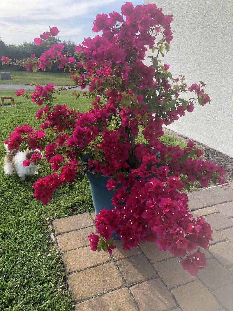 Bougainvillea Traps Dry Leaves Against Your Walls Bougainvillea Traps Dry Leaves Against Your Walls